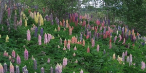 Lupine