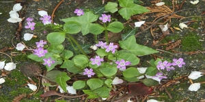 Roze Winterpostelein