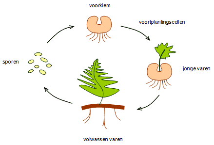 Adelaarsvaren3