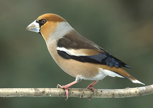 Appelvink