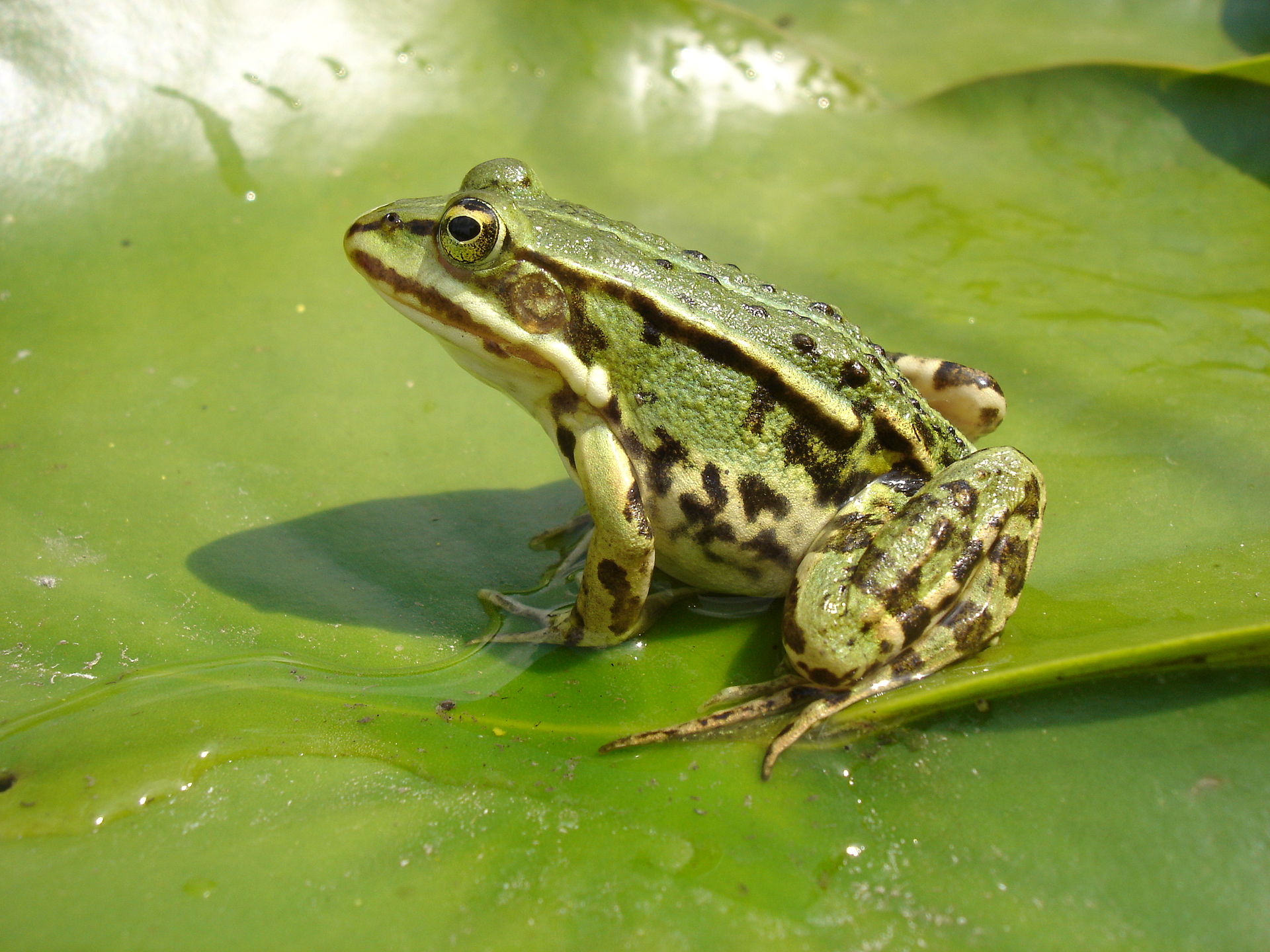 Groene Kikker