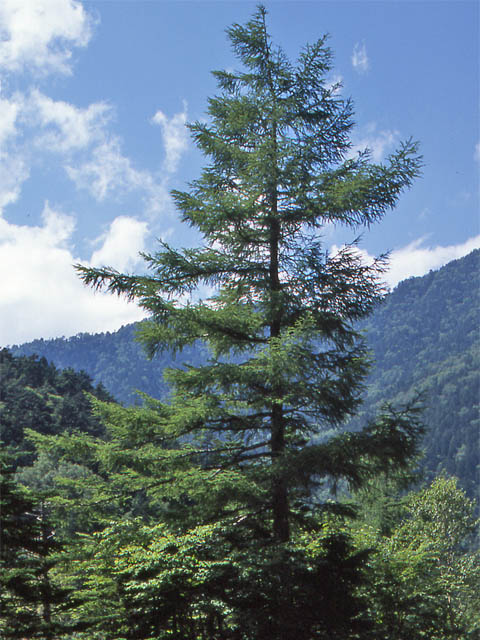 Japanse Larix