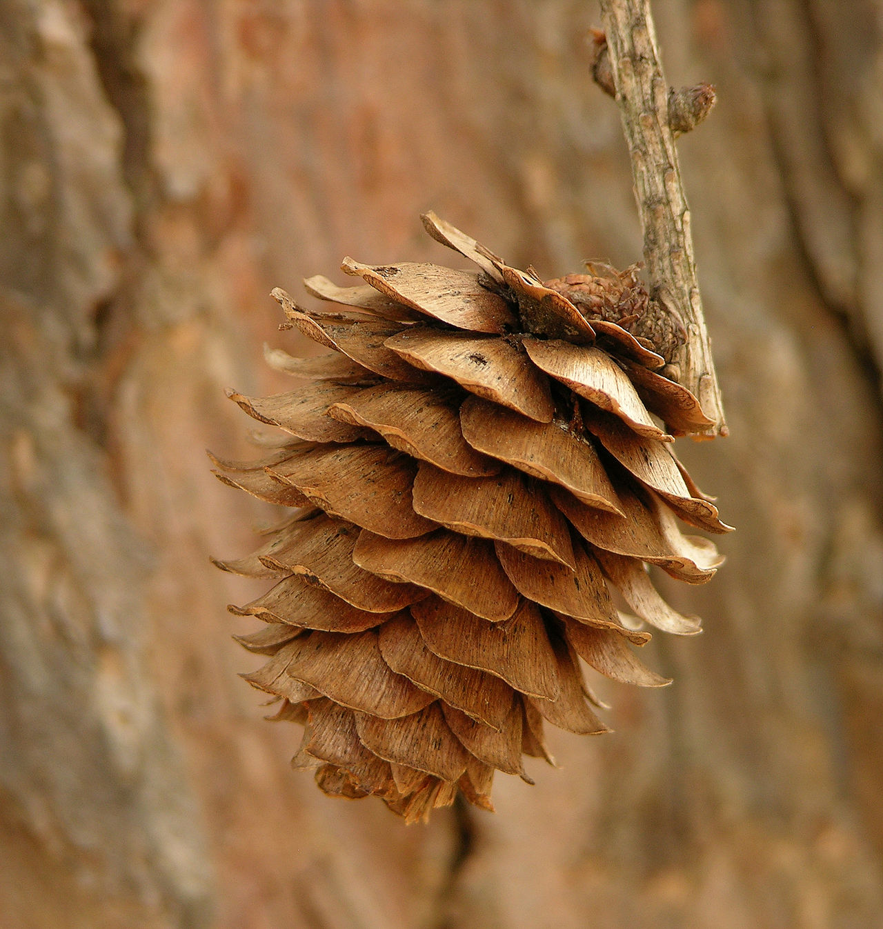 Japanse Larix3