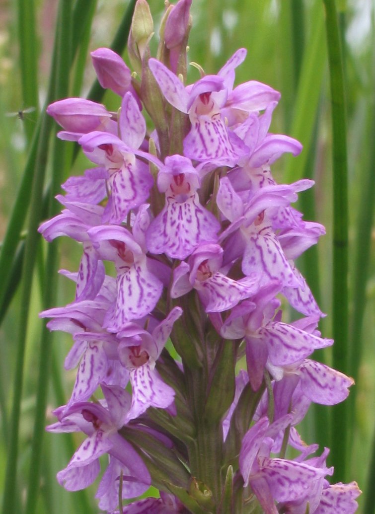 Rietorchis closeup