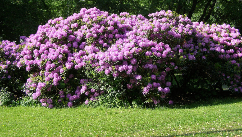 Rododendron