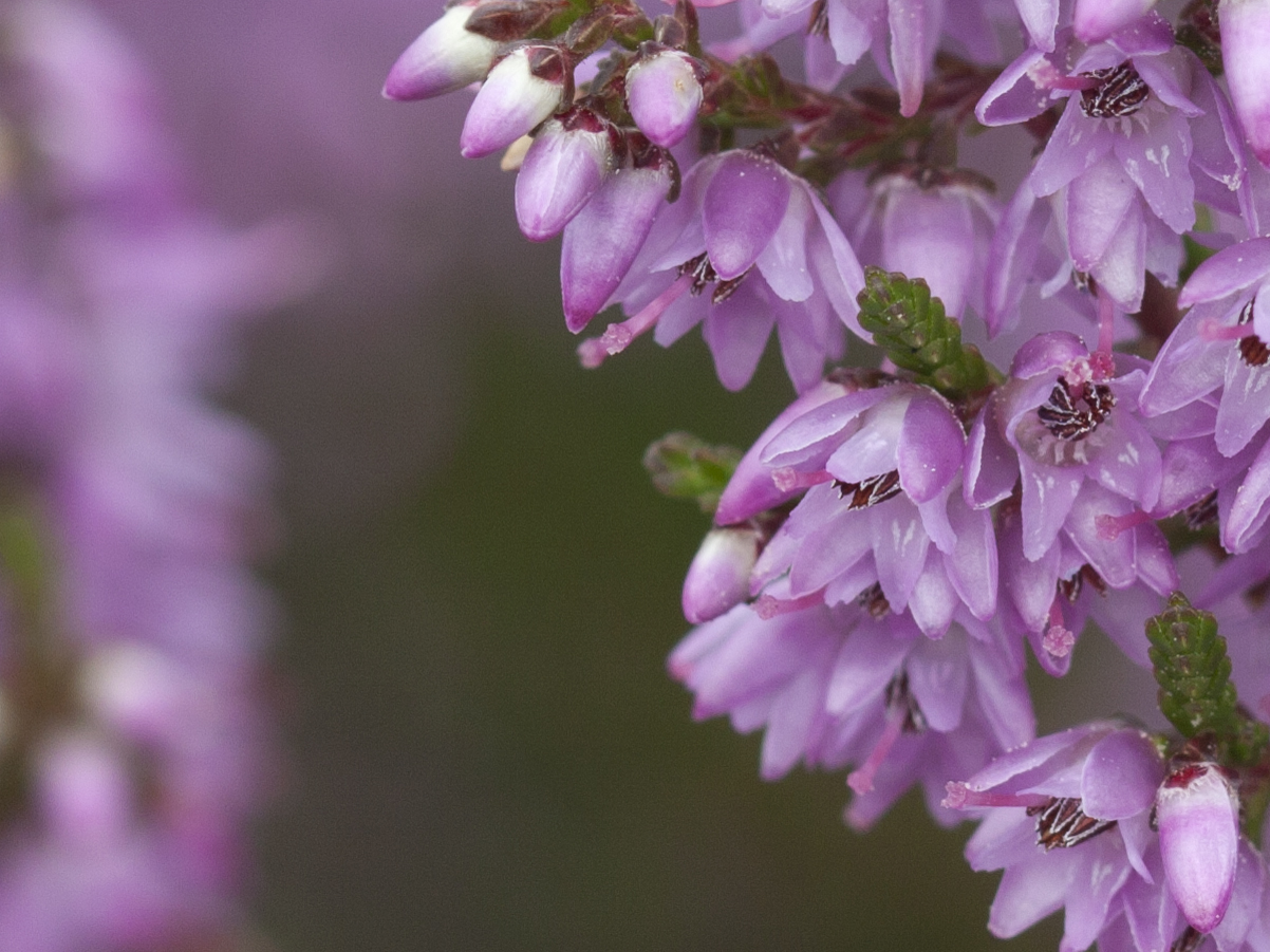 Struikheide macro