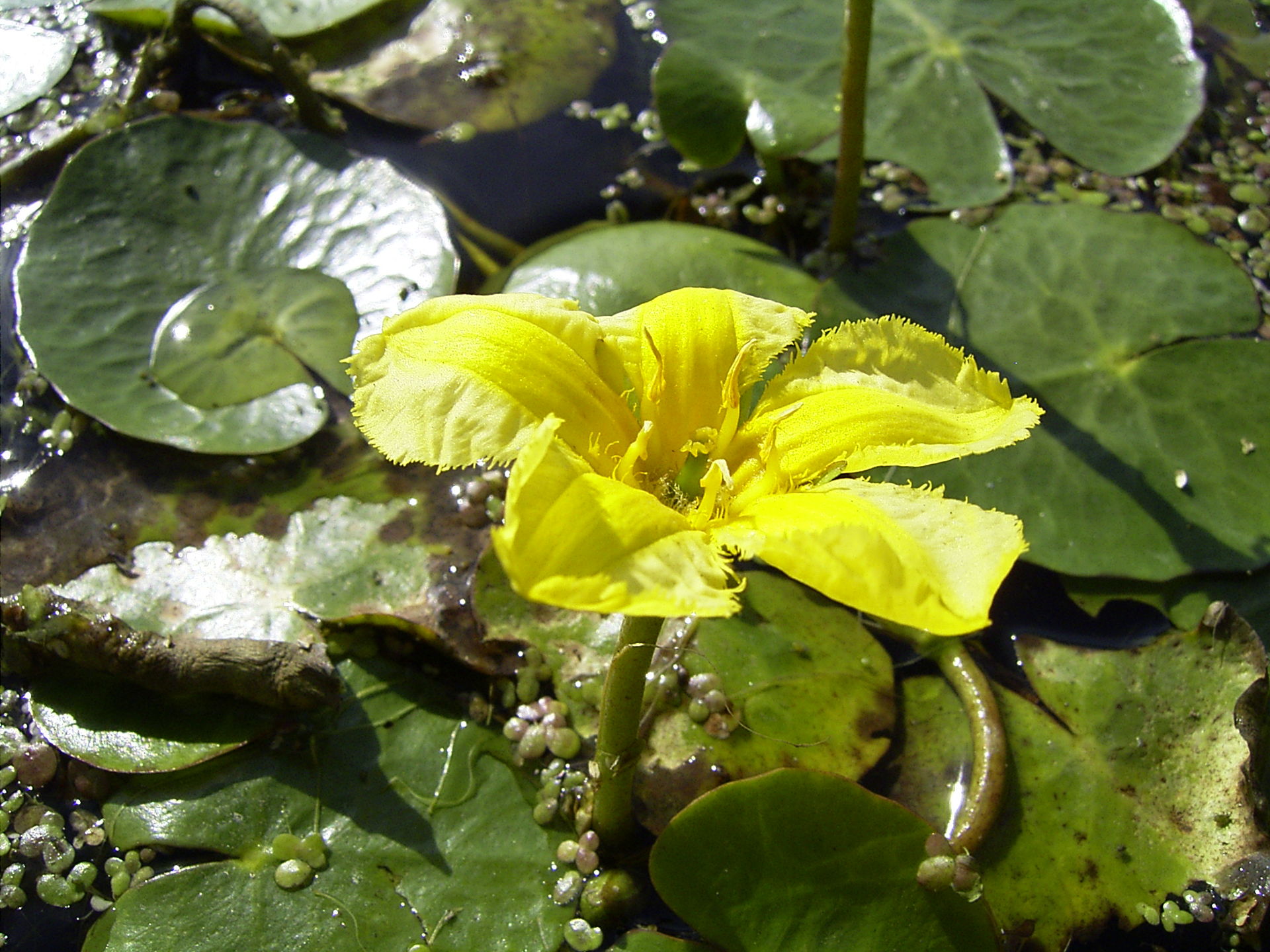 Watergentiaan