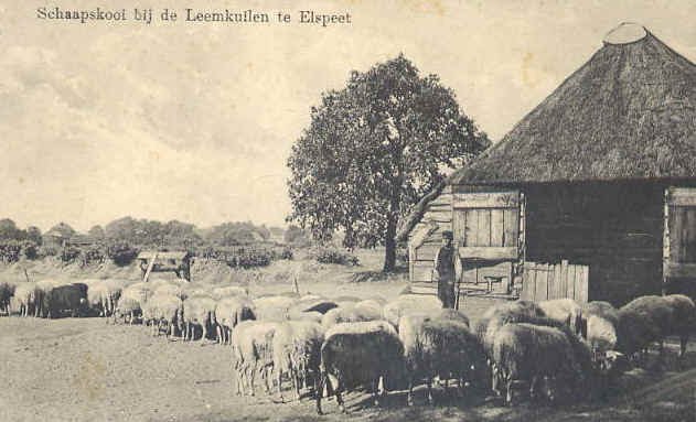 schapen op leemkuilen