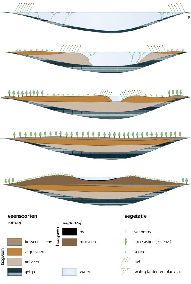 Vorming hoogveenkoepel