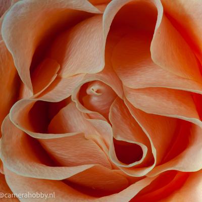 Macro Hans 181006 2 Macro Hans 181006 2