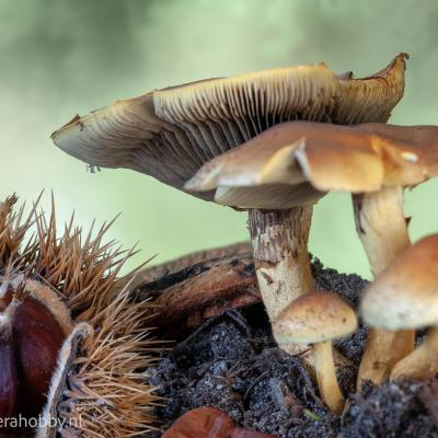 Macro Hans 181011 1 Macro Hans 181011 1