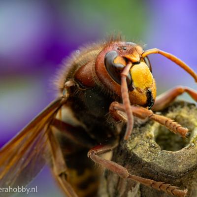 Macro Hans 200522 3 Macro Hans 200522 3