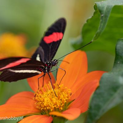 Macro Hans 200711 4 Macro Hans 200711 4