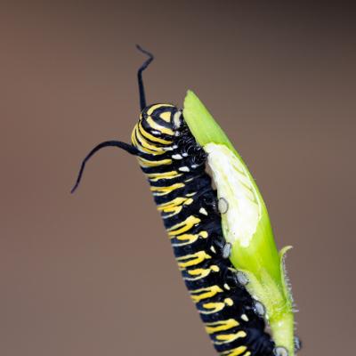 Macro Hans 200711 5 Macro Hans 200711 5