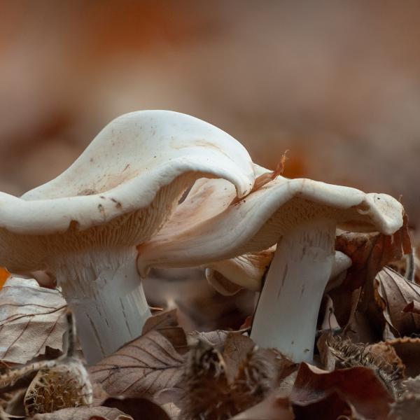 2018 10 26 12 33 04 Bradius8smoothing4