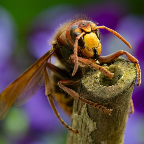 Hoornaar22 Mei 2020 Volgnummer 01 11