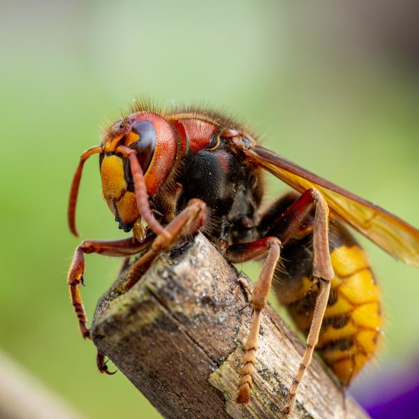 Hoornaar22 Mei 2020 Volgnummer 01 31