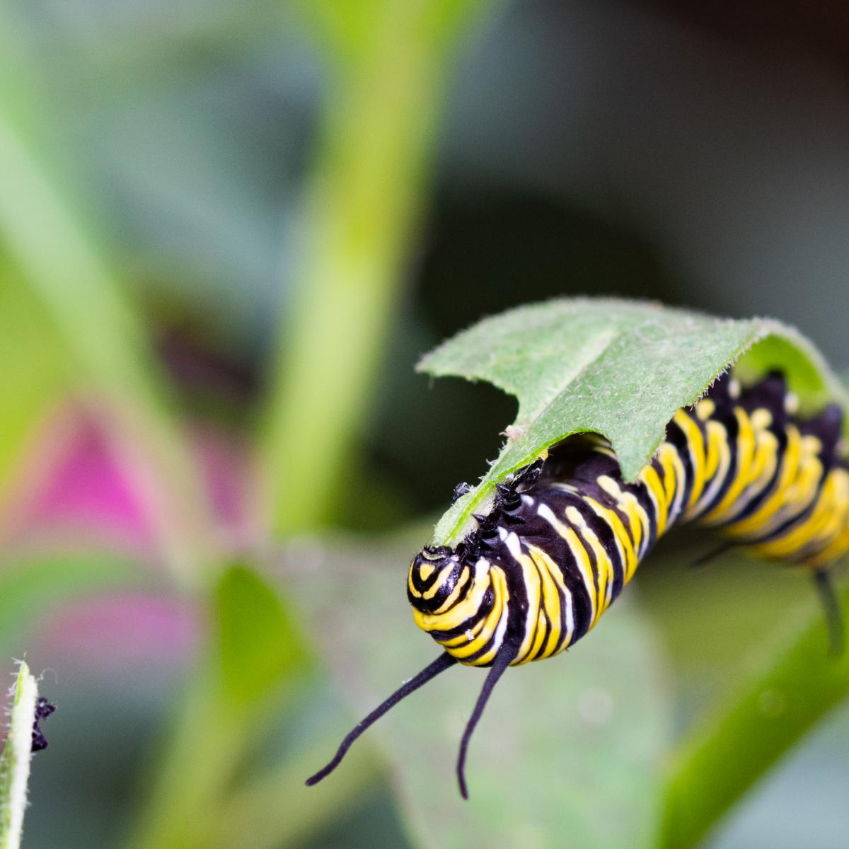 Passieflorahoeve 11 Juli 2020 Volgnummer 01 64 2