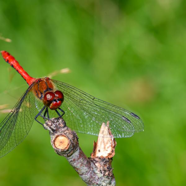 Vlinders en insecten